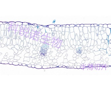 植物半薄切片