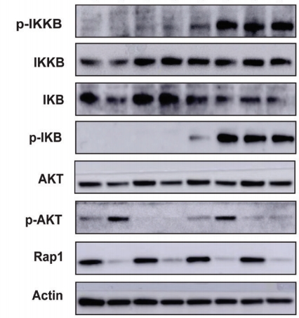 武汉Western blot 检测