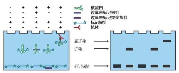 武汉EMSA