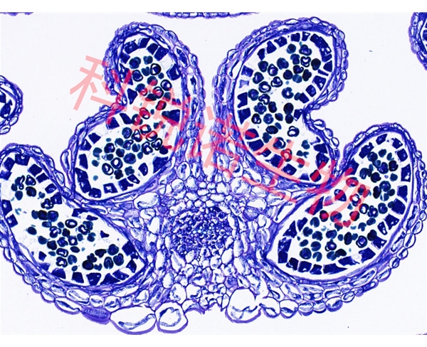 武汉植物花药甲苯安蓝染色