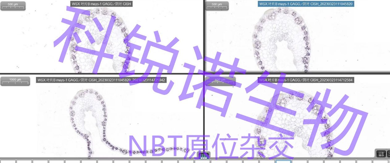 武汉原位杂交