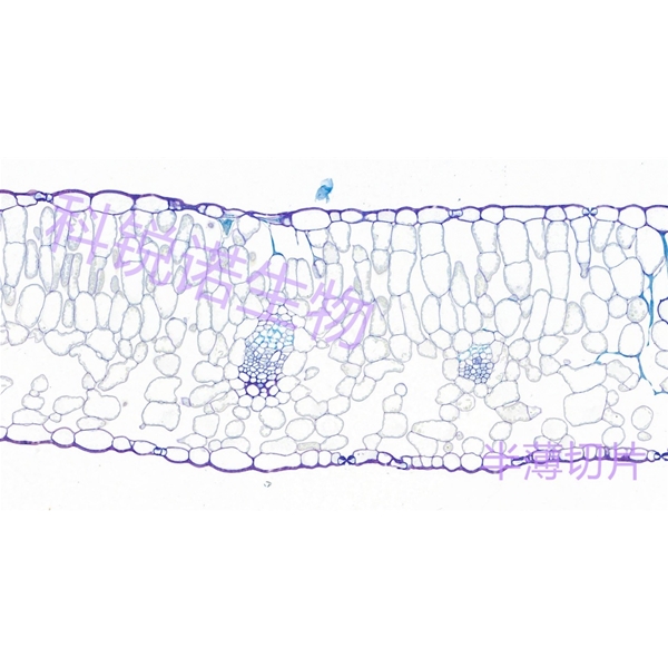 武汉植物半薄切片