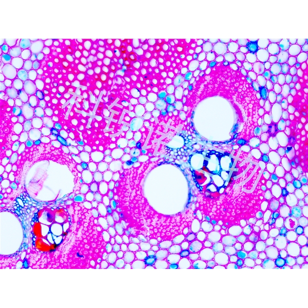 武汉硬植物组织切片